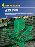 Eigenschaften Kiepenkerl - Blumen-Saatgut  / Musa ensete Zierbanane