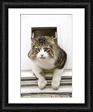 Framed Print of Norwegian Forest Cat - coming through cat flap from Ardea
