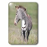 Danita Delimont - Martin Zwick - Zebra - Grevys Zebra is the largest wild equid, endangered, Kenya, Africa. - Light Switch Covers - single toggle switch (lsp_189002_1)