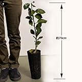 柑橘類の苗 【 元祖 レモン 】 1年生苗木