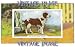 2.75 inch x 2 inch (7.5 x 5cm) Acrylic Fridge Magnet Dogs Welsh Springer Spaniel Vintage Image