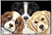 Peeping Puppies Puppy Dog Sue Hall Doormat Door Mat Rug