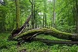 Wallmonkeys Peel and Stick Wall Decals - Deciduous Stand of Bialowieza Forest - 60