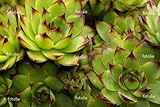 IMAGE OF Wallmonkeys Peel and Stick Wall Decals - Sempervivum - 48