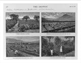 Historic Print (M): Coffee cultivation in Guatemala, Central America. [4 images]: 1. A coffee plantation, La