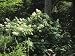 Flowering Shrub in an Elizabethan-Style Garden in Manteo Photographic Poster Print by Vlad Kharitonov, 24x32