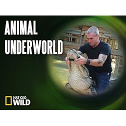Animal Underworld Season 1
