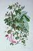 C1870 Anne Pratt Plants Maple Sycamore Common Sorrel