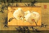 Bamboo Orchids I - Artist: Mccoll - Art Print Poster Size: 36.00 by 24.00 inches