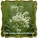 Whorled Milkweed (Asclepias verticillata) Jumbo Wildflower Seed Packet - 150 Seeds