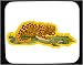 Decorated Mouse Pad with hunting, spotted, stalking, leopard