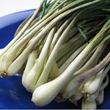 沖縄県伊江島産　島らっきょう約２ｋｇ