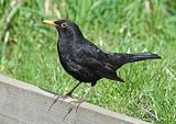 Blackbird - 24