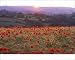 Photographic Prints of Sun illuminates rolling landscape of fields and woodland with foreground of from Ardea Wildlife Pets