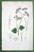 BOTANY Blue Mist Flower Ageratum Coeruleum - 1846 H/C Hand Colored Antique Print
