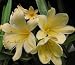 Good Hope Clivia Plant - RARE - 4" pot - NEW