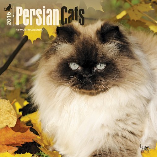 Persian Cats 2016 Square 12x12 (Multilingual Edition)
