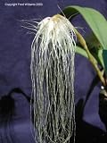 Bulbophyllum medusae 331