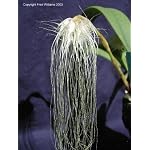 Bulbophyllum medusae 331