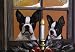 boston terrier - Boston Terrier Christmas Candle Greeting Cards