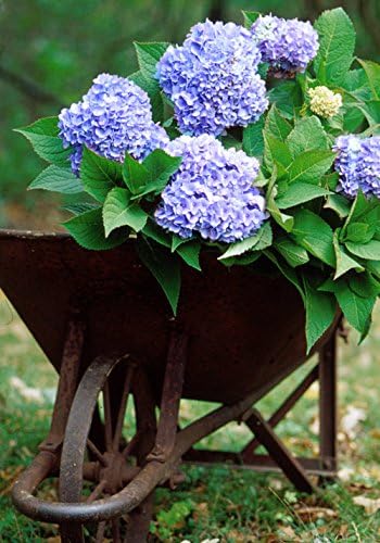 Endless Summer Hydrangea The Original 1 gallon - Ships dormant in winter!