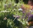 Flamed Copper Finished Dragonflies Wind Spinner Mobile