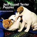 Jack Russell Terrier Puppies 2010 Mini Wall