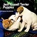Jack Russell Terrier Puppies 2010 Mini Wall