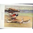 RUDDY TURNSTONE WILSONS PLOVER PIPPING COLOR BIRDS ART