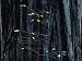 Nurturing New Life, Intermittent Canopies of Old-Growth Forests Admit Dappled Sunlight to Seedlings Photographic Poster Print by James P. Blair, 24x32