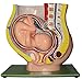 Herindera Human Pregnant Uterus Mounted On Board RS.1500.00