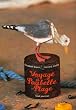 Voyage � Poubelle-Plage
