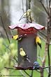 One Quart Forever Feeder--Red
