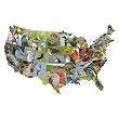 State Birds 1000 pc USA-Shaped Jigsaw Puzzle by TDC Games