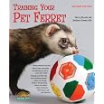 Training Your Pet Ferret