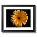 Solid Wood Black Framed Yellow Daisy Flower Floral Pictures Art Print