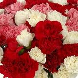 Send Fresh Cut Flowers - 175 Assorted Carnations