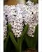 Photographic Prints of Chelsea Flower Show from Prints Prints Prints