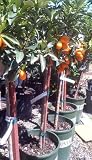 Nagami Kumquat Tree Premium Quality Topiary Five Gallon
