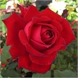 from Giftaplant ROSE MY VALENTINE-Superb Gift for Valentines Day,Valentines Day Flowers,Valentines Day Plants,Valentines Day Roses,Gift For Husband,Wife,Partner,Boyfriend,Girlfriend,Loved One,Someone Special Model Ref: ROSMVAL9