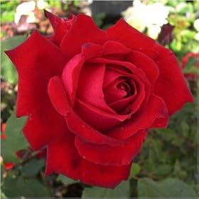 ROSE MY VALENTINE-Superb Gift for Valentines Day,Valentines Day Flowers,Valentines Day Plants,Valentines Day Roses,Gift For Husband,Wife,Partner,Boyfriend,Girlfriend,Loved One,Someone Special