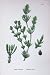 Botany Plants C1902 Tomentose Chara Tomentosa Colour