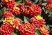 Lantana - 60