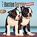 Boston Terrier Puppies 2016 Calendar