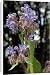 Canvas Prints of Borage in flower from Ros Drinkwater