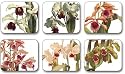 Jason Orchids Coasters, Set of 6