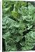 Canvas Prints of Perpetual spinach (Beta vulgaris) from Science Photo Library