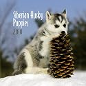 Siberian Husky Puppies 2010 Mini Wall