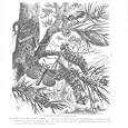 LIFE HISTORY PINE LAPPET MOTH Antique Print