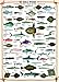 EuroGraphics Sea Fish 1000 Piece Puzzle (6000-0313)
